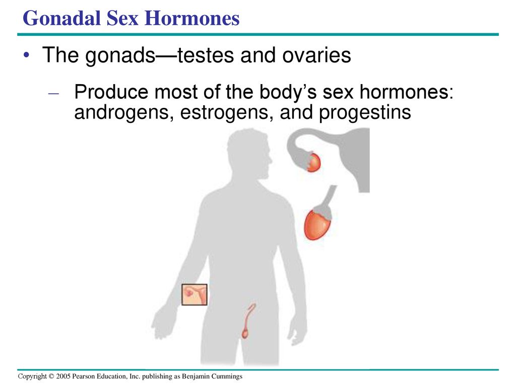 Hormones and the Endocrine System Biology Diagrams