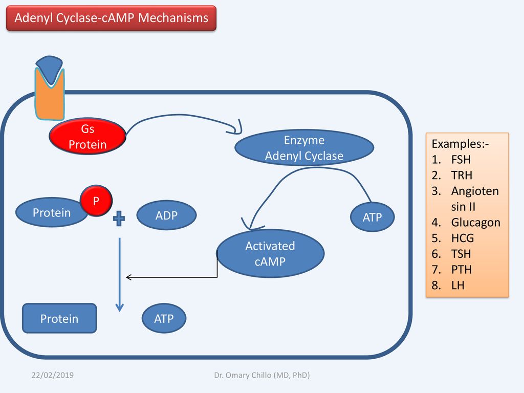 Adenyl Cyclase-cAMP Mechanisms