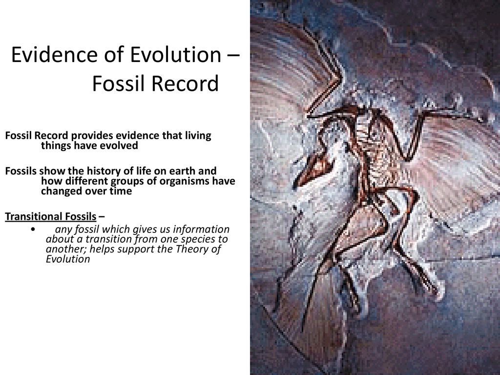 Evidence of Evolution – Fossil Record - ppt download