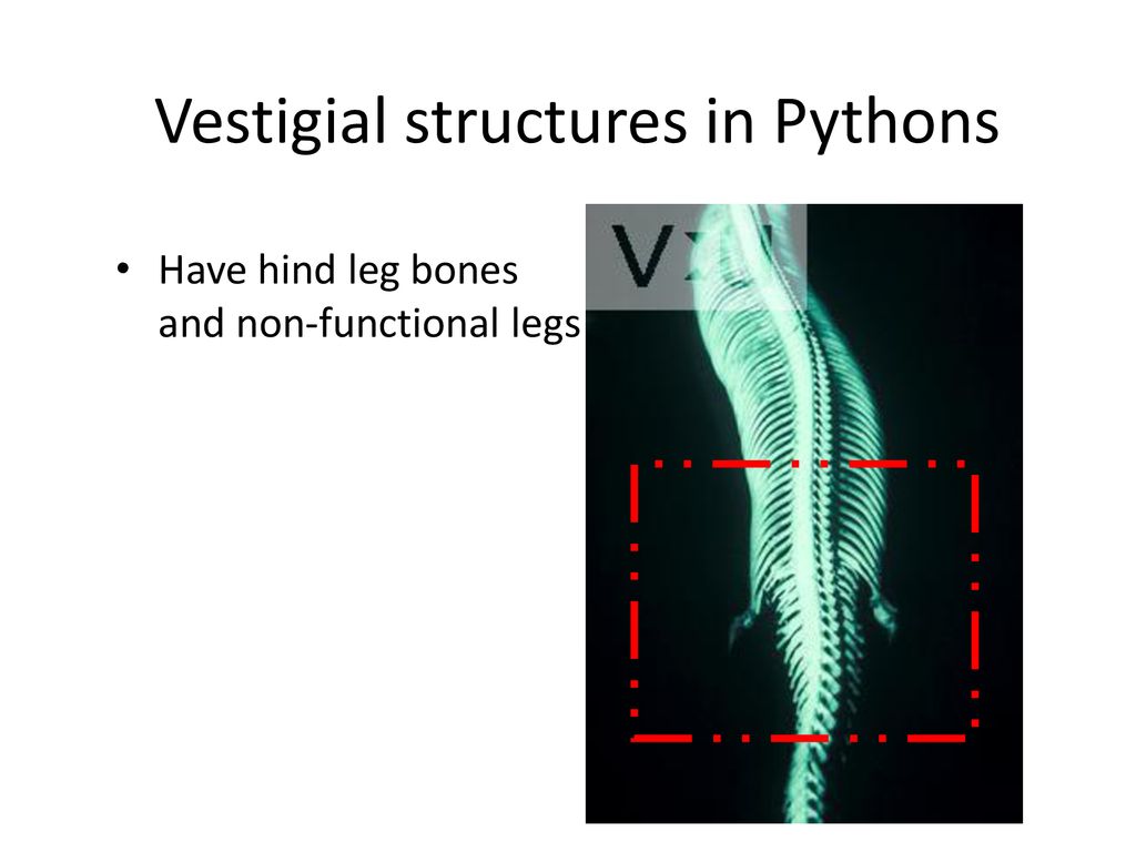 Evidence of Evolution – Fossil Record - ppt download
