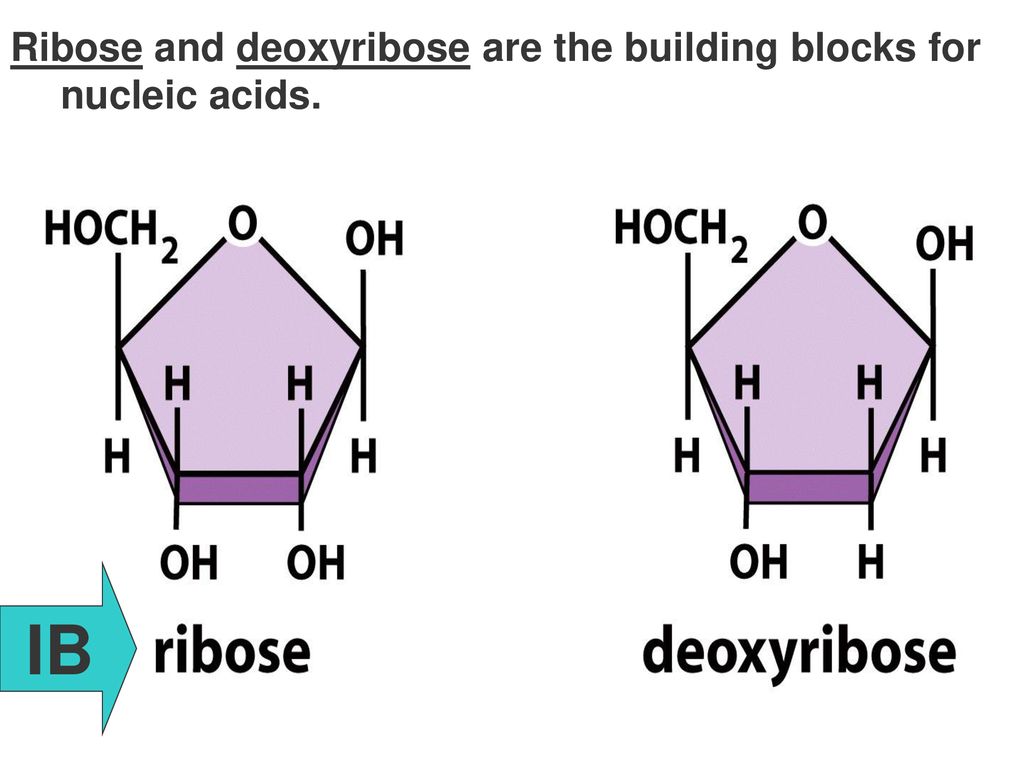 Polymer Principles Four classes of macromolecules Carbohydrates ppt