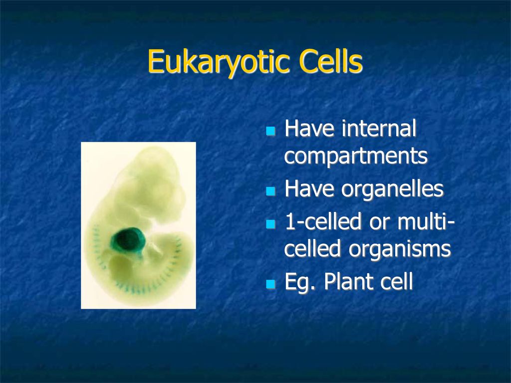 Biology tissues organs and systems of living things ppt download