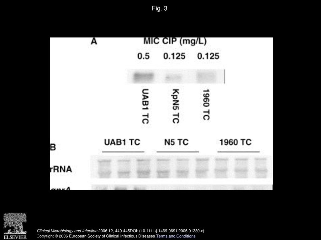 In The Absence Of Antibiotics Wblc Transcription Is Attenuated At The
