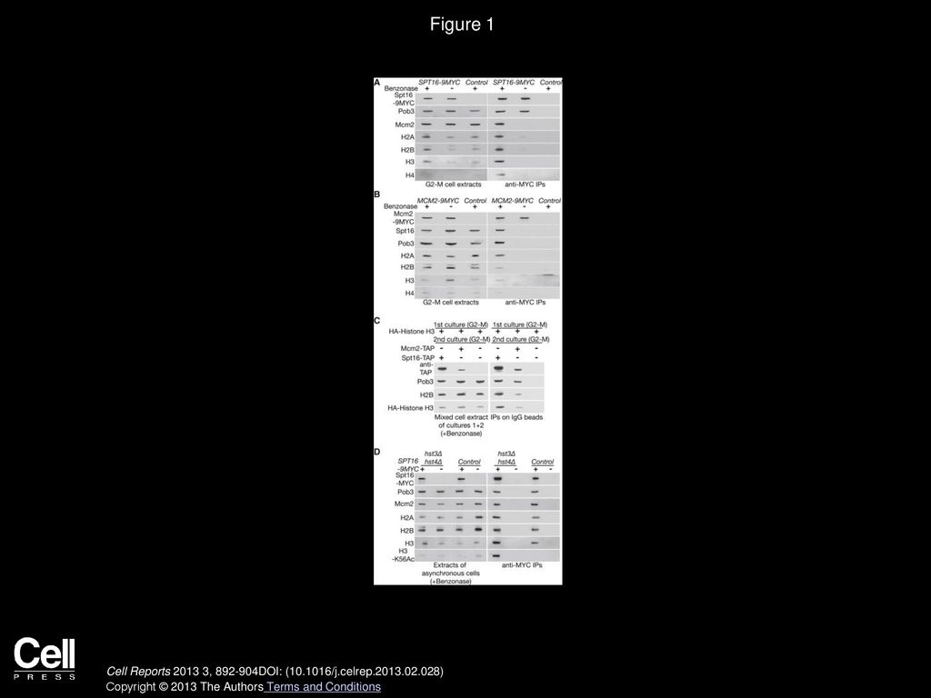 Design Of Experiment Principles To Optimize Benzonase Endonuclease In