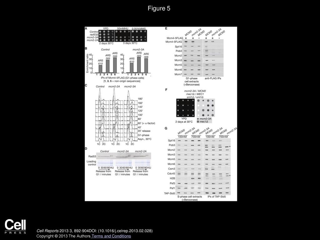Design Of Experiment Principles To Optimize Benzonase Endonuclease In