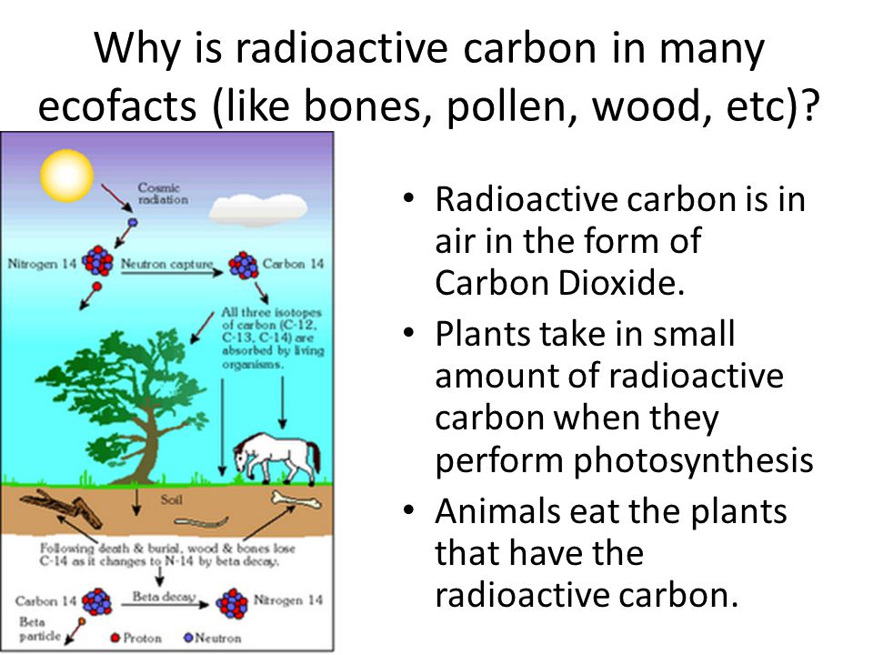 Radioactive Dating with Carbon - ppt video online download
