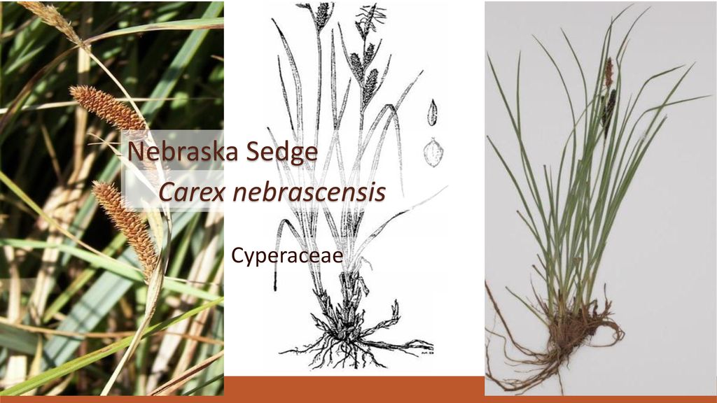 Nebraska Sedge Carex nebrascensis Cyperaceae