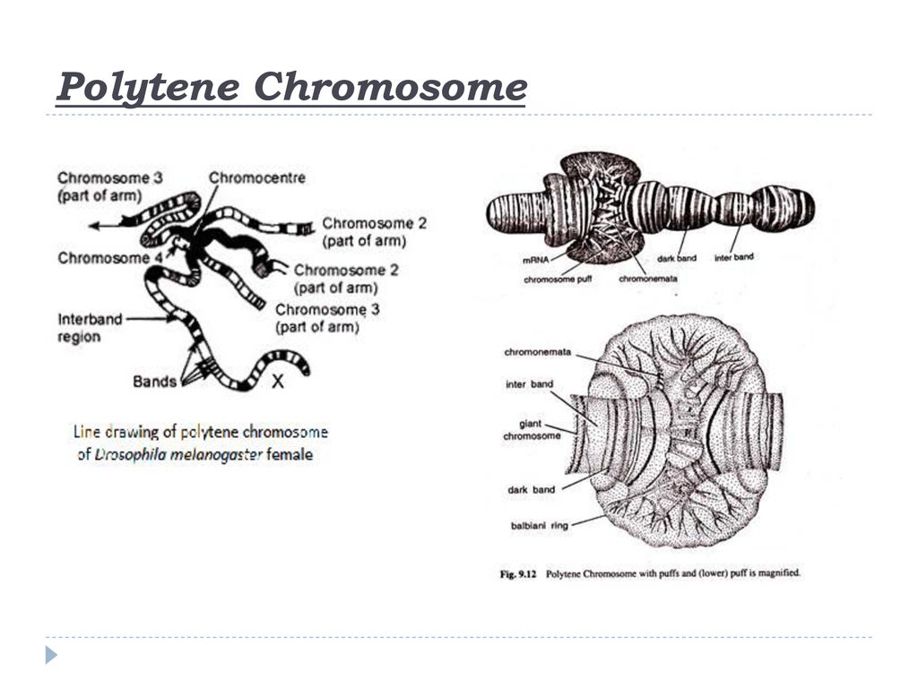 Polytene Chromosome - an overview | ScienceDirect Topics