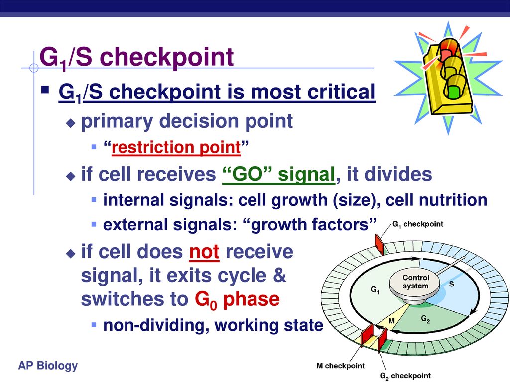 Regulation of Cell Division Biology Diagrams