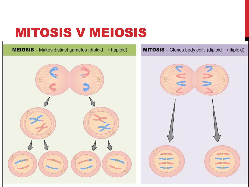Mitosis v Meiosis.