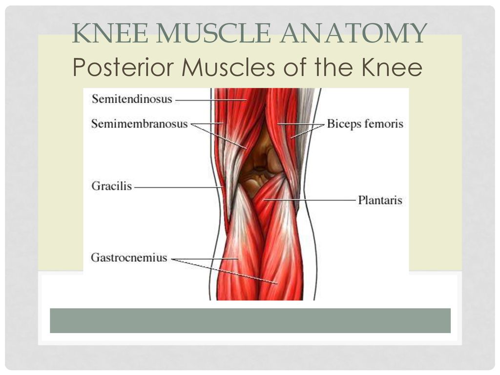 The Knee Anatomy and Injuries - ppt download