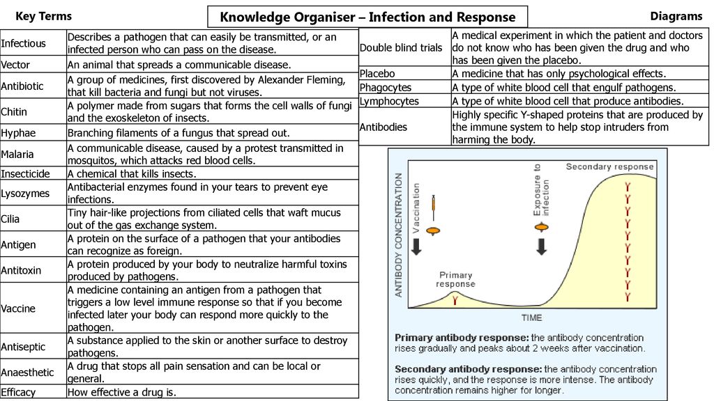 Knowledge Organiser – Infection And Response - Ppt Download