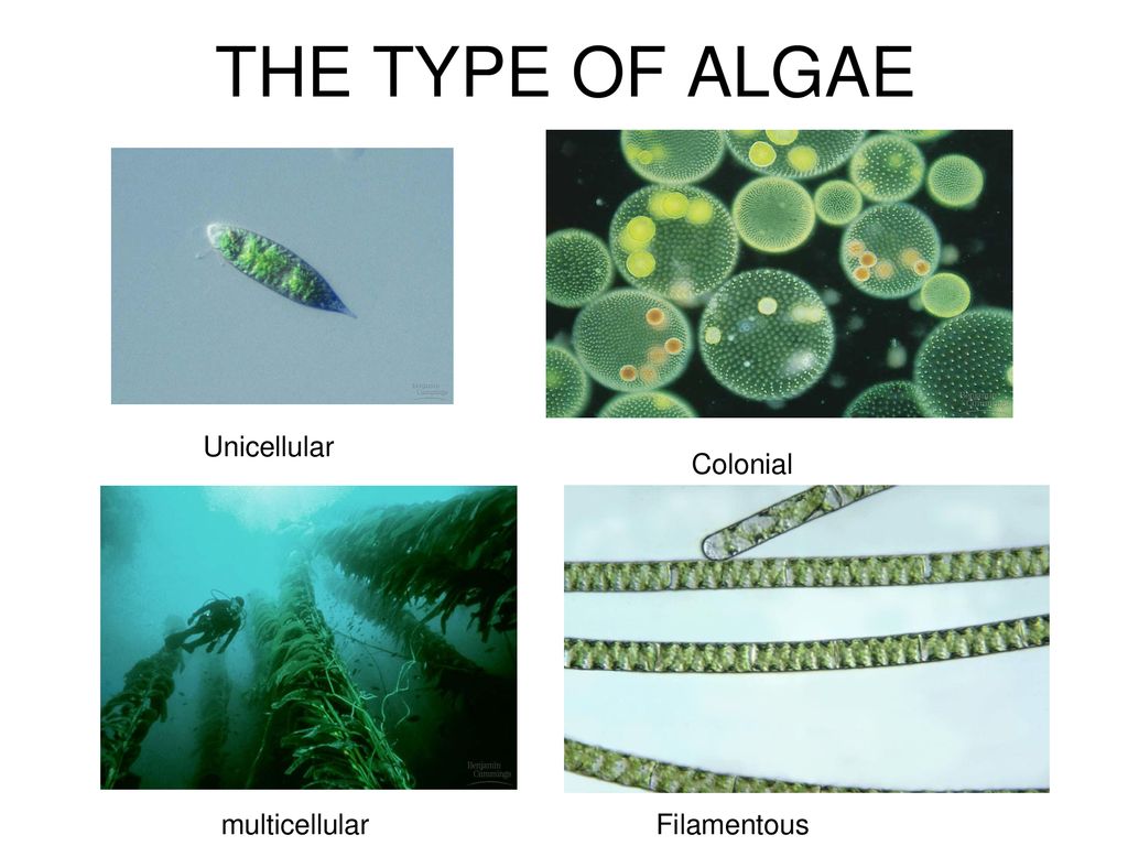 Examples Of Unicellular And Multicellular Algae