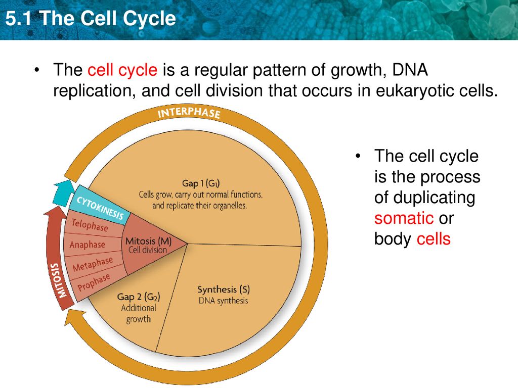 The cell cycle is a regular pattern of growth, DNA replication, and ... Biology Diagrams