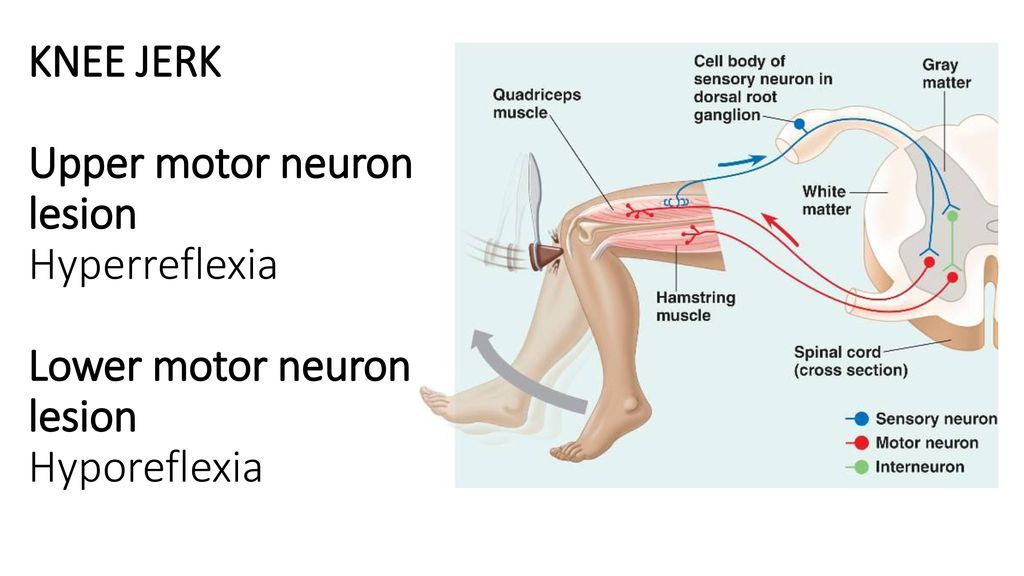 Skeletal Muscle Tone Regulation Gamma System Ppt Download