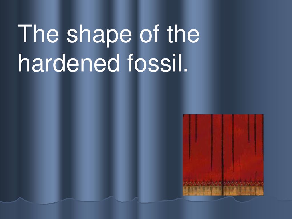 The shape of the hardened fossil.