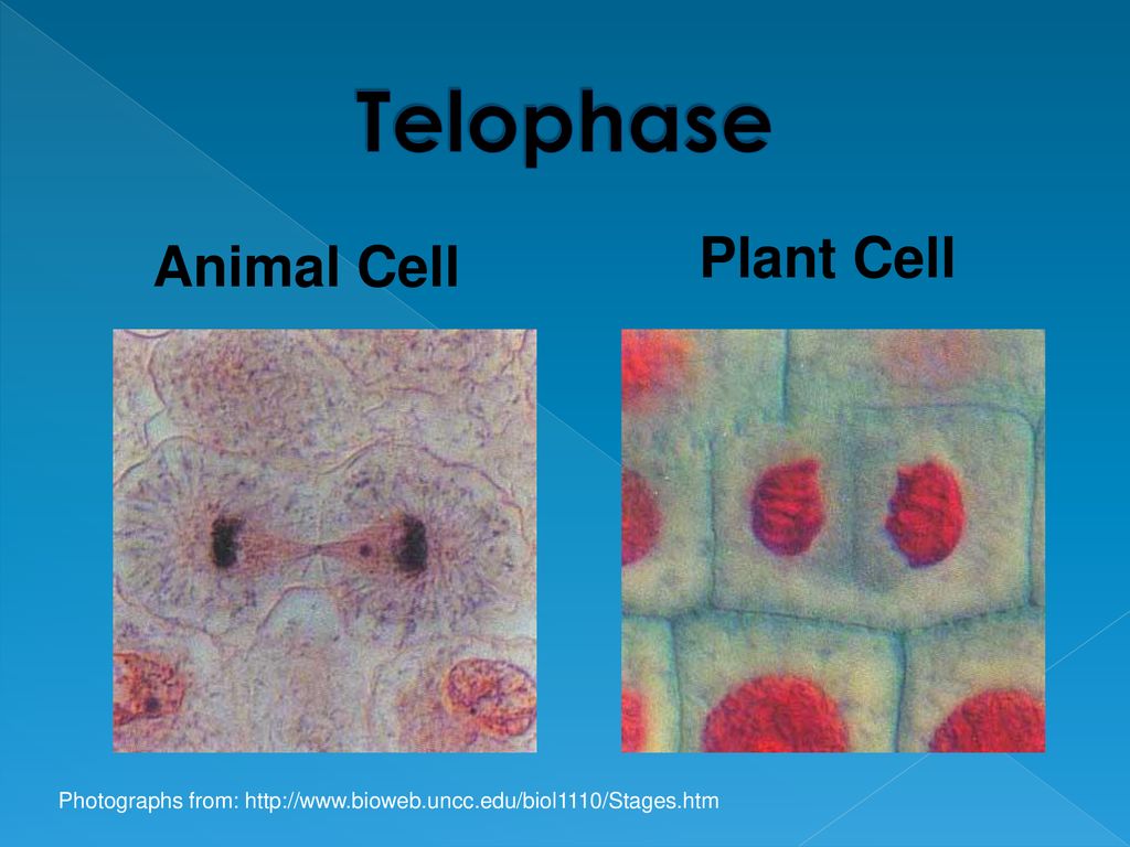 Telophase Plant Cell Animal Cell