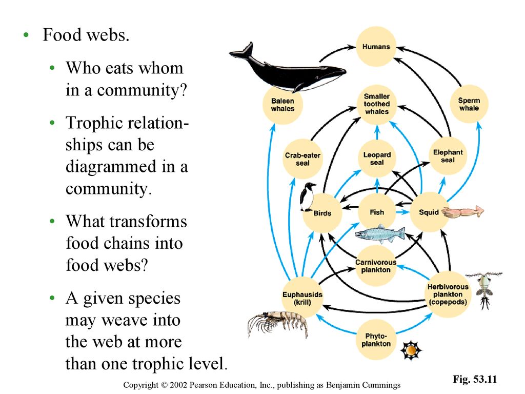 Food webs. Who eats whom in a community