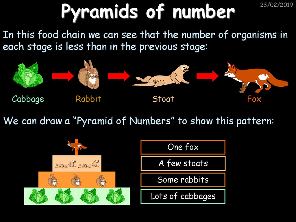 Ecological Relationships Biology Diagrams