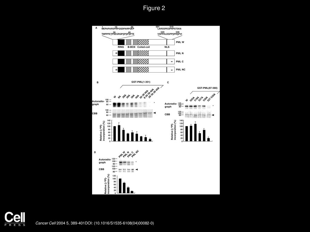 Figure 2 PML is phosphorylated by ERK2 at multiple positions in both N- and C-terminal domains.