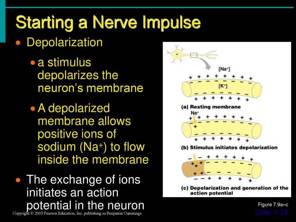 Neuron Function Ch. 7b. - ppt download