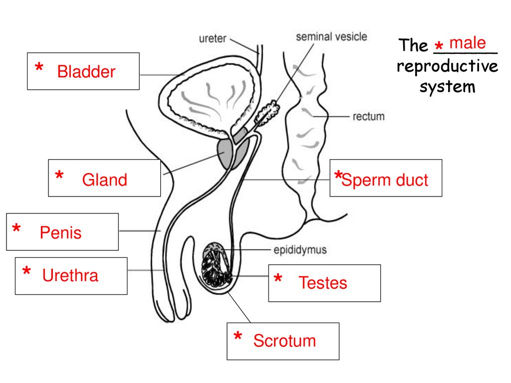 Penis Ejacule