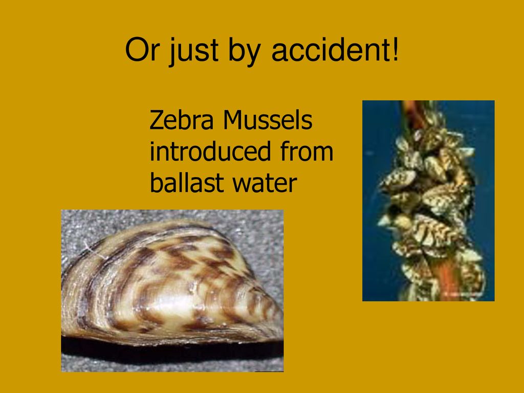 Invasive species of delaware ppt download