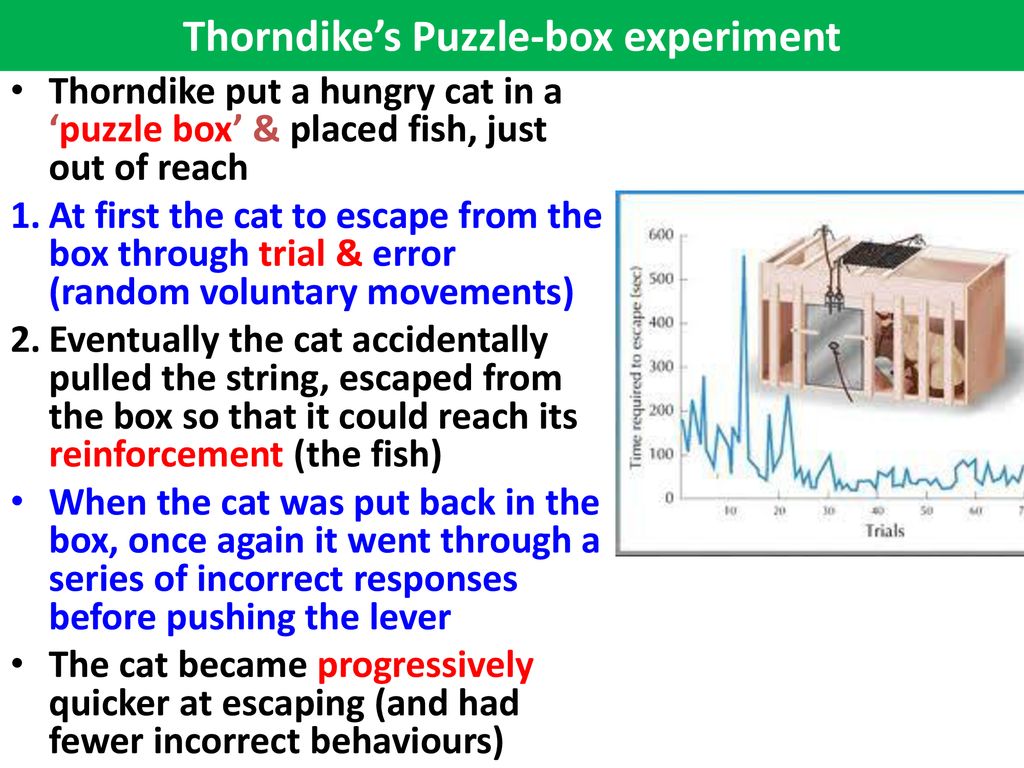 thorndike experiment
