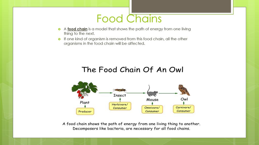 Vocabulary Producers: organisms that use sunlight to make the food they ...