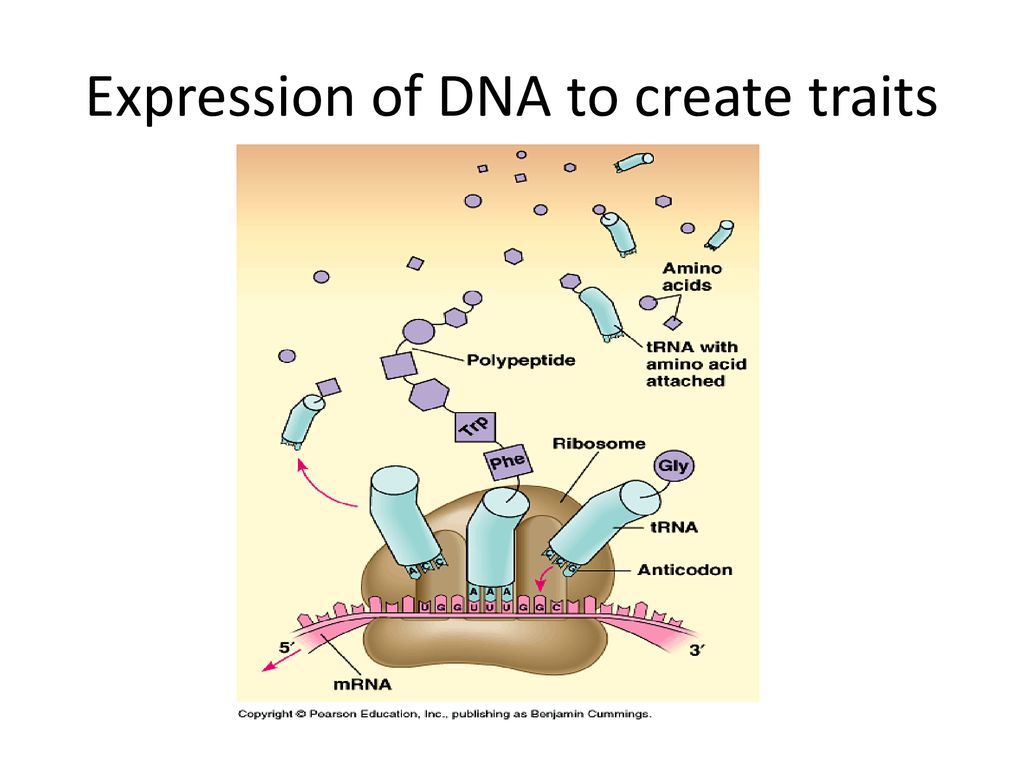 Population Ecology Part 2 Biology Diagrams