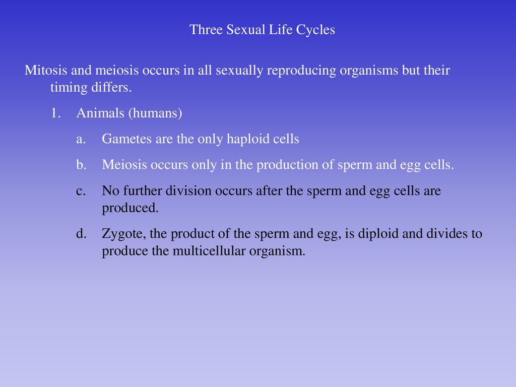 Chap 13 Meiosis And Sexual Life Cycles Ppt Download 4638
