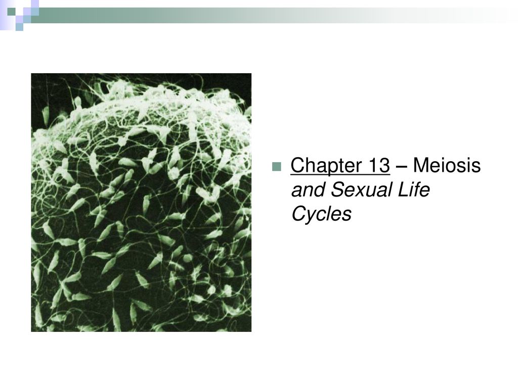 Chapter 13 – Meiosis And Sexual Life Cycles - Ppt Download