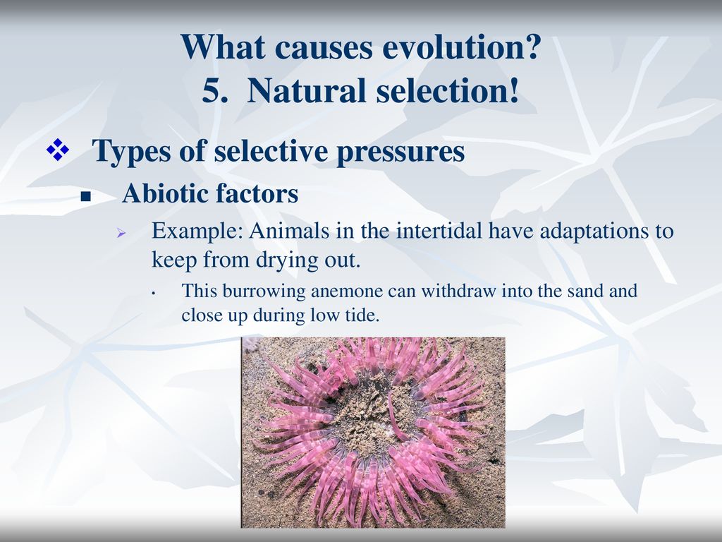 What causes evolution 5. Natural selection!