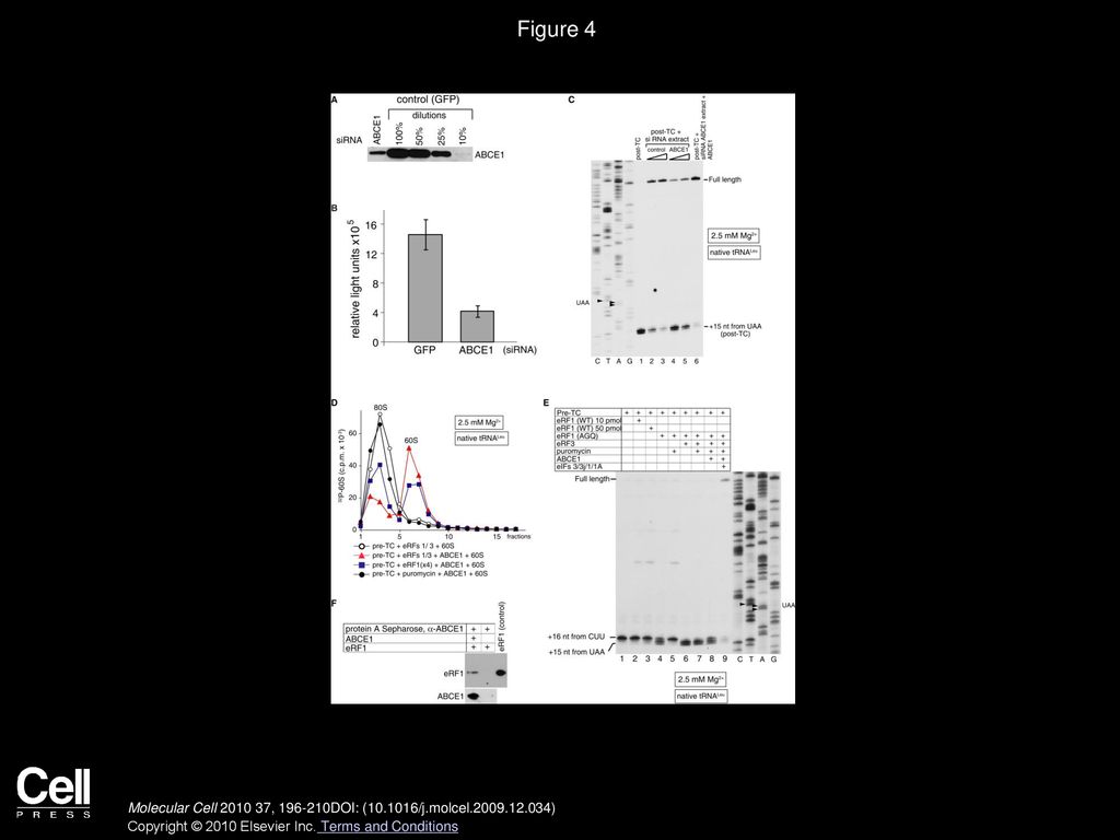 Figure 4 Ribosomal Recycling Is Impaired in ABCE1-Silenced HeLa Cell Extract; Dissociation of Post-TCs by ABCE1 Requires eRF1.