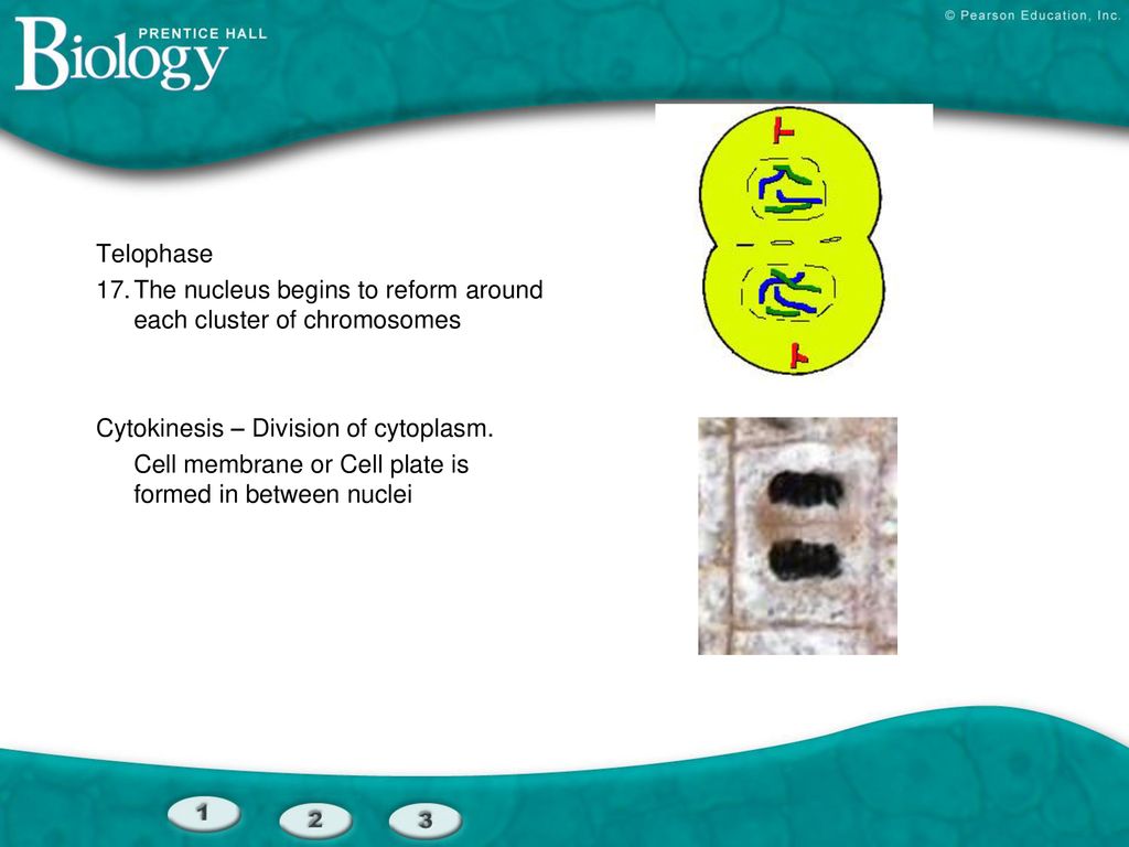 Section Outline 10โ1 Cell Growth Cell Division Biology Diagrams