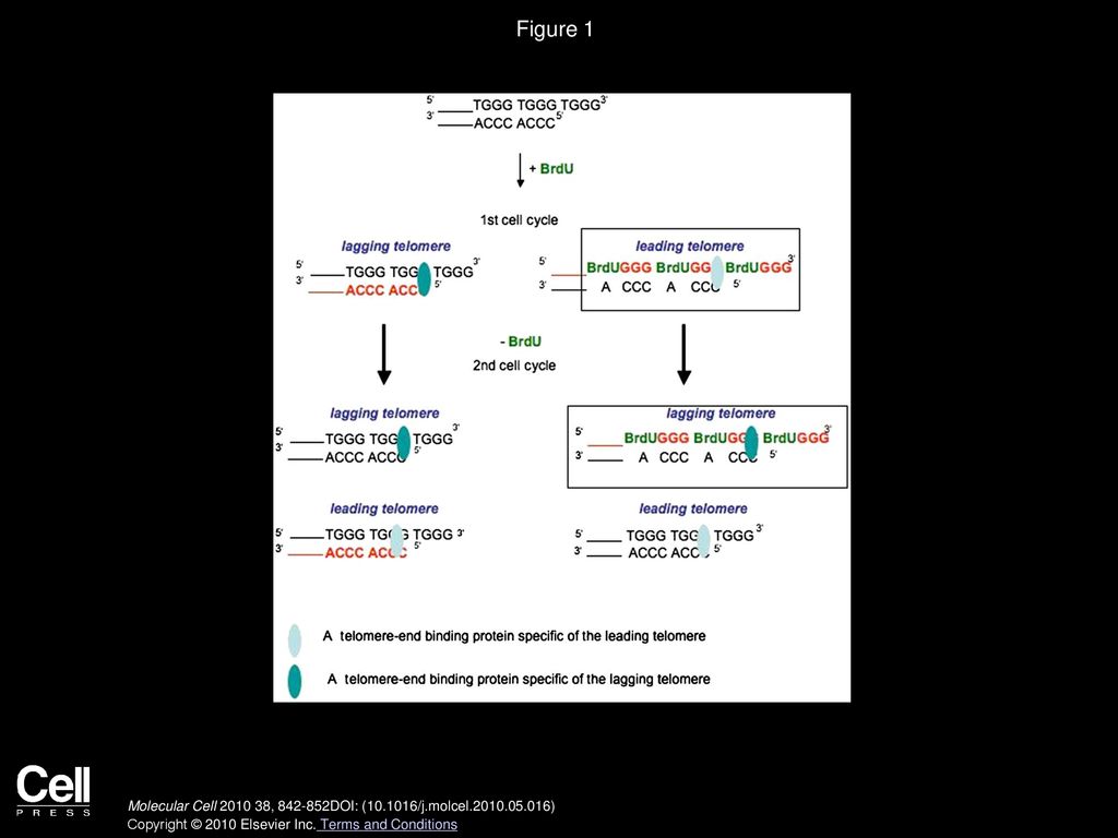Figure 1 An Assay to Analyze the Association of a Telomere-End-Binding Protein to the Two Daughter Telomeres.