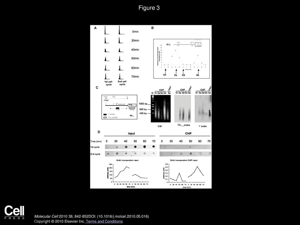 Figure 3 Cdc13 Binds to the Leading- and Lagging-Strand Telomere