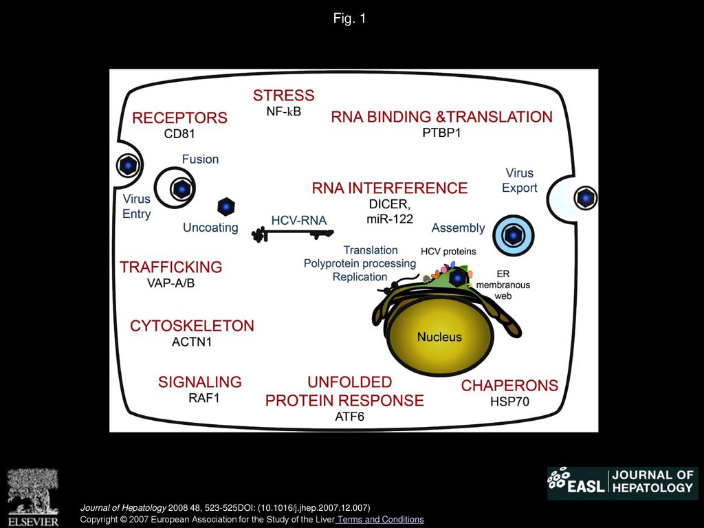 Nomenclature Of Heat Shock Transcription Factor Genes And Subcellular