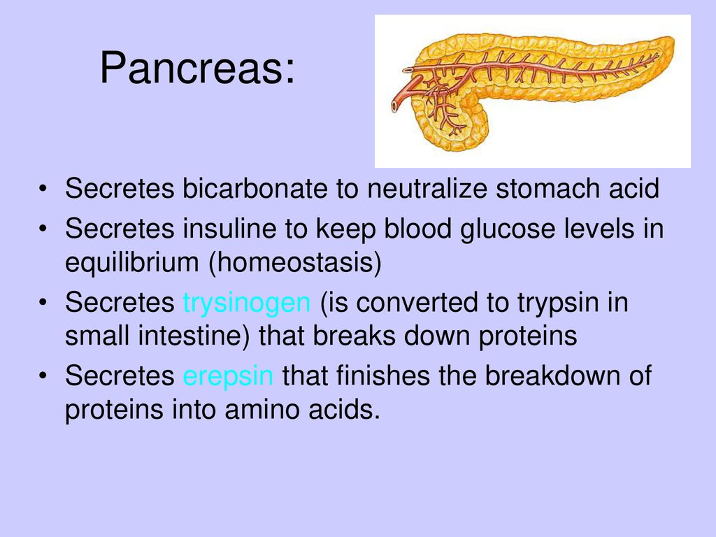 Digestion & Absorption - ppt download