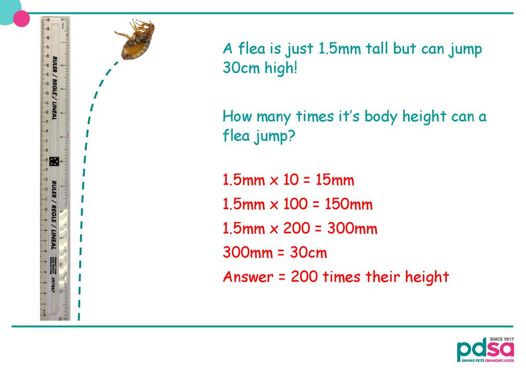 Morning maths with ppt download