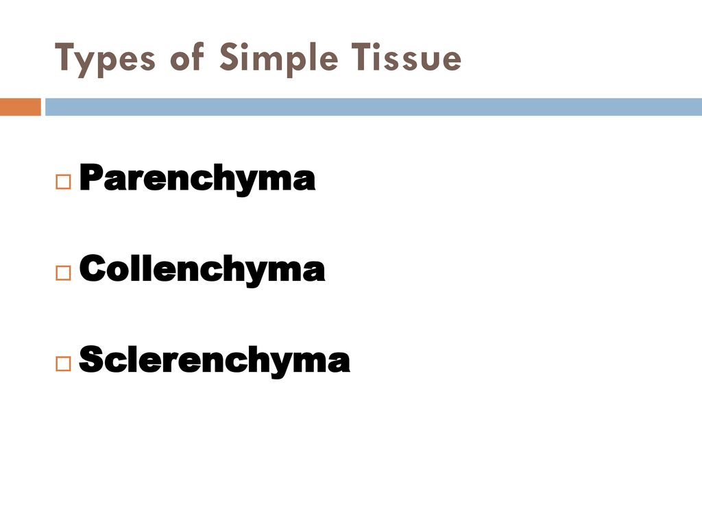Simple Tissue Origin from same point Morphologically are similar - ppt  download