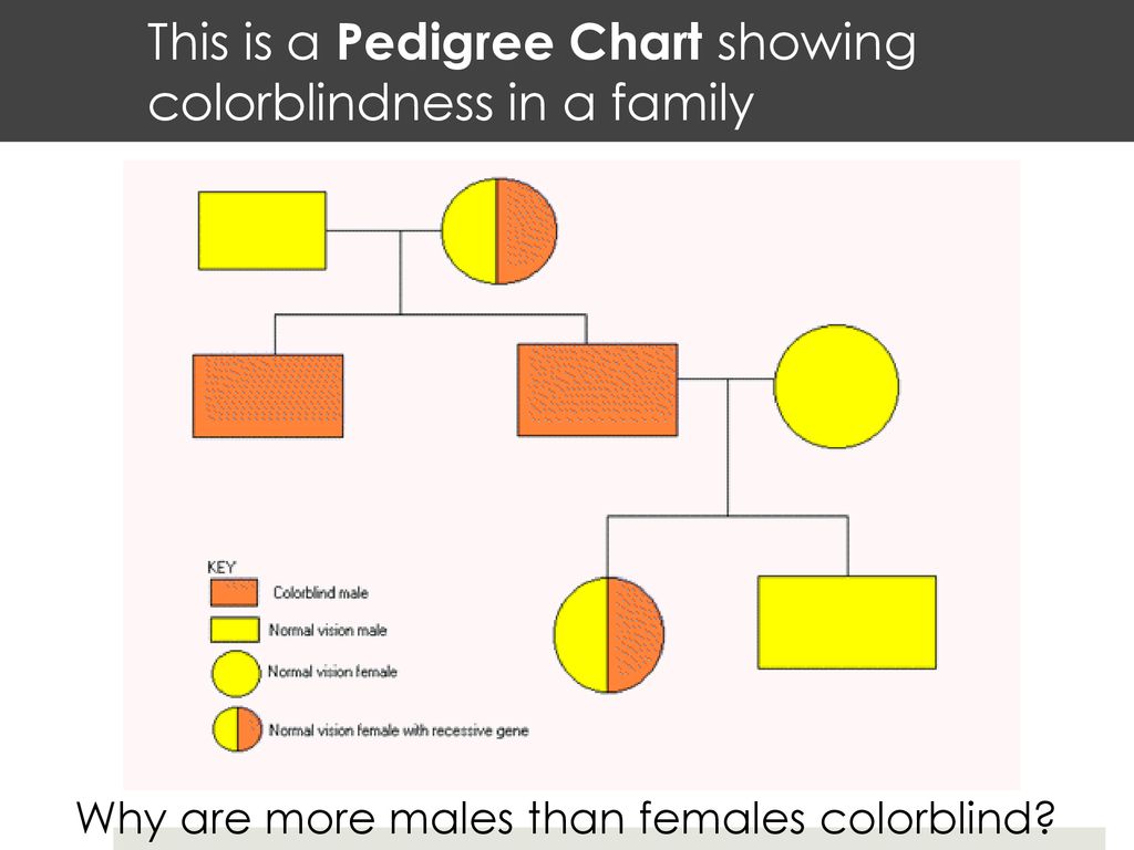 Bellringer Where Are Genes Located Hint Chromosomal Theory Of