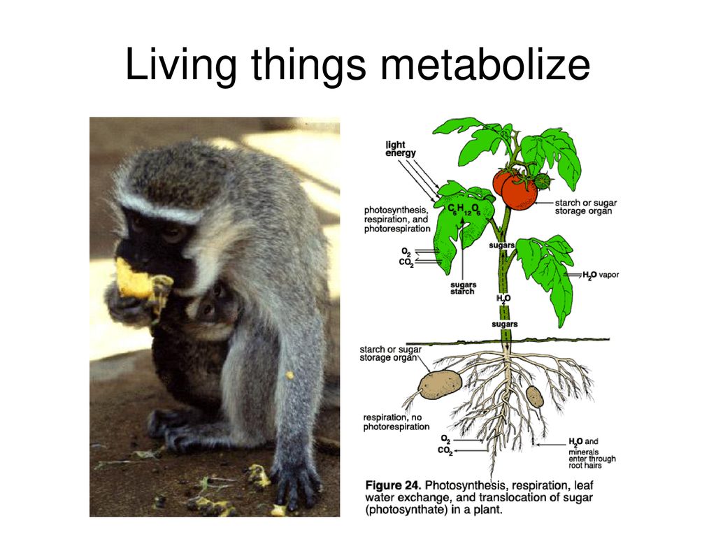 Living things metabolize