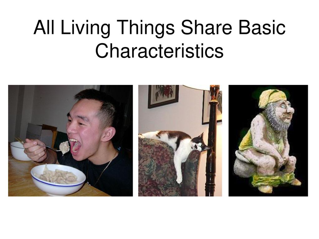 All Living Things Share Basic Characteristics