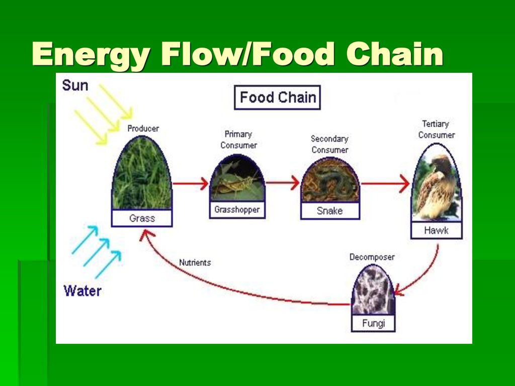 The Cycling of Matter. Biology Diagrams