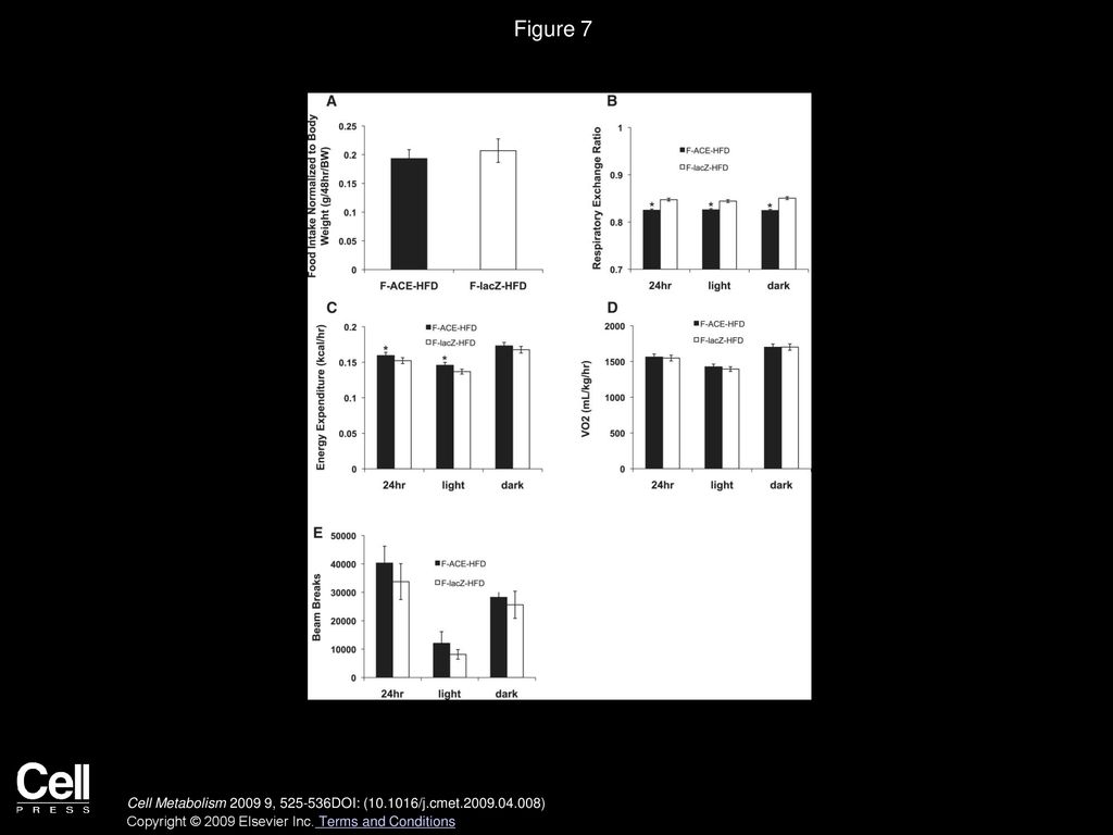 Figure 7 ACE Mice Have Decreased RER and Increased Energy Expenditure