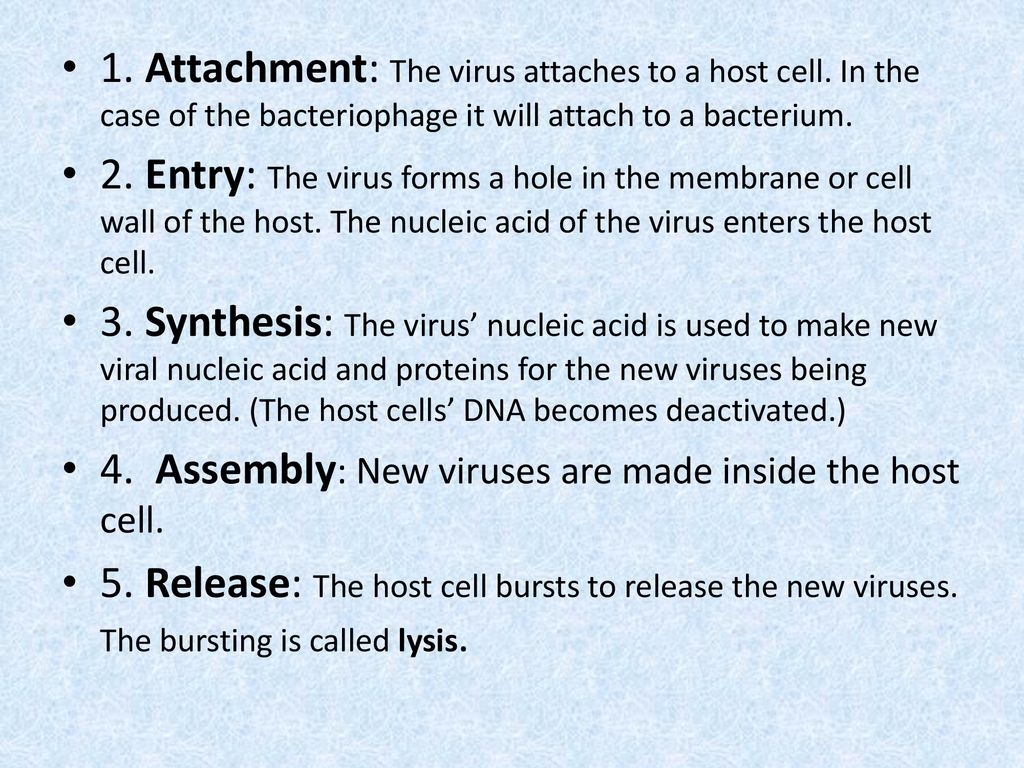 1. Attachment: The virus attaches to a host cell