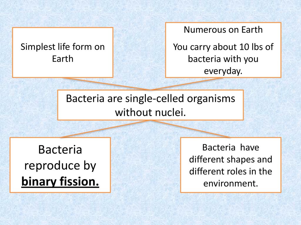 Bacteria reproduce by binary fission.