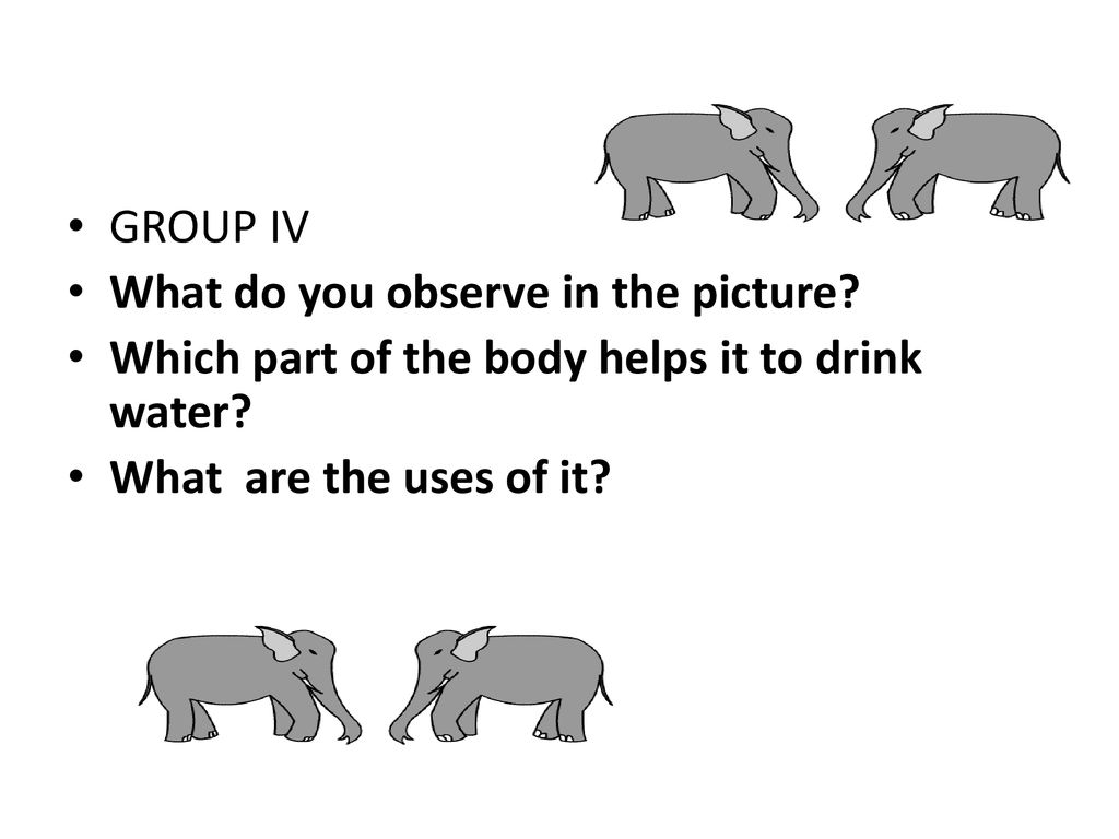 GROUP IV What do you observe in the picture. Which part of the body helps it to drink water.
