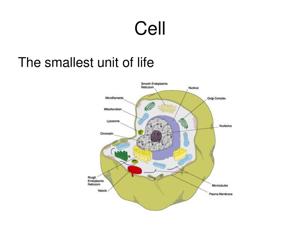 Organization of life ppt download